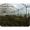 PLASTICO DE INVERNADERO 7 ANCHO X 70  MTS. CALIBRE 6